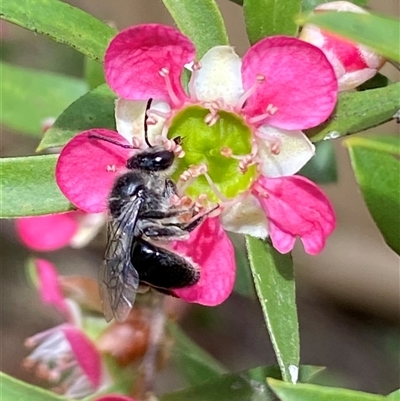 Leioproctus (Leioproctus) alleynae at Jerrabomberra, NSW - 23 Nov 2024 by SteveBorkowskis