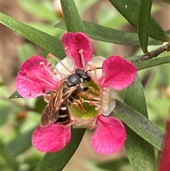 Lasioglossum (Chilalictus) bicingulatum (Halictid Bee) at Jerrabomberra, NSW - 23 Nov 2024 by SteveBorkowskis