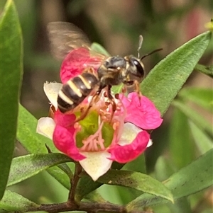 Lasioglossum (Chilalictus) bicingulatum at Jerrabomberra, NSW - suppressed