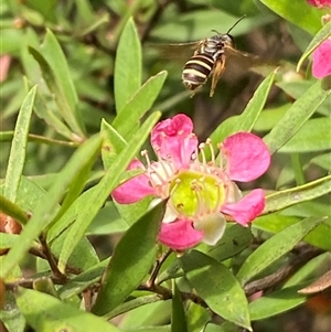 Lasioglossum (Chilalictus) bicingulatum at Jerrabomberra, NSW - suppressed