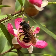 Lasioglossum (Chilalictus) bicingulatum at Jerrabomberra, NSW - suppressed