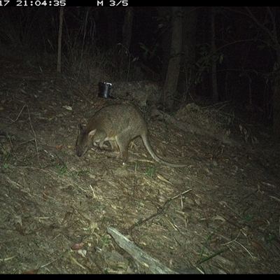 Thylogale thetis (Red-necked Pademelon) at Pappinbarra, NSW - 17 Nov 2024 by jonvanbeest