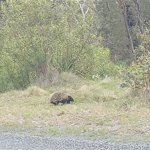 Tachyglossus aculeatus at Tharwa, ACT - 22 Nov 2024