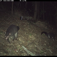 Trichosurus caninus (Mountain Brushtail Possum) at Pappinbarra, NSW - 16 Nov 2024 by jonvanbeest