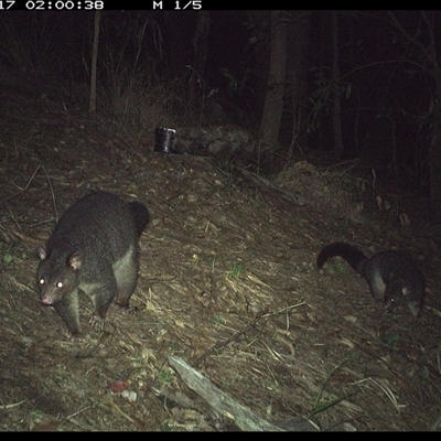 Trichosurus caninus (Mountain Brushtail Possum) at Pappinbarra, NSW - 16 Nov 2024 by jonvanbeest