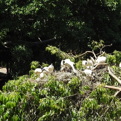 Threskiornis molucca (Australian White Ibis) at Bundaberg North, QLD - 5 Oct 2024 by Gaylesp8