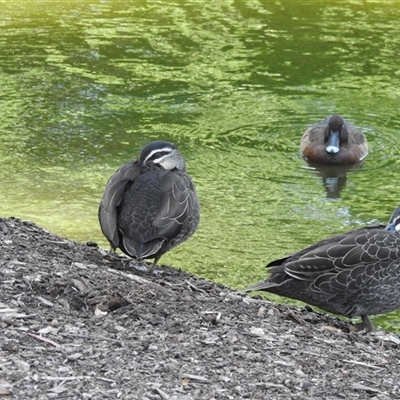 Anas superciliosa (Pacific Black Duck) at Bundaberg Central, QLD - 5 Oct 2024 by Gaylesp8