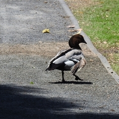 Chenonetta jubata (Australian Wood Duck) at Bundaberg North, QLD - 5 Oct 2024 by Gaylesp8