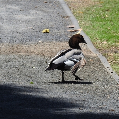 Chenonetta jubata (Australian Wood Duck) at Bundaberg North, QLD - 5 Oct 2024 by Gaylesp8