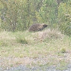 Tachyglossus aculeatus (Short-beaked Echidna) at Tharwa, ACT - 22 Nov 2024 by GirtsO