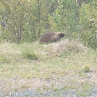 Tachyglossus aculeatus (Short-beaked Echidna) at Tharwa, ACT - 22 Nov 2024 by GirtsO