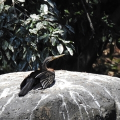 Anhinga novaehollandiae (Australasian Darter) at Bundaberg North, QLD - 5 Oct 2024 by Gaylesp8