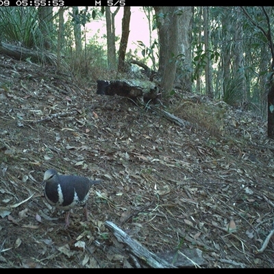 Leucosarcia melanoleuca (Wonga Pigeon) at Pappinbarra, NSW - 8 Nov 2024 by jonvanbeest