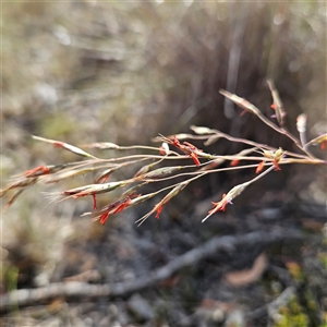 Rytidosperma pallidum at Bombay, NSW - 23 Nov 2024 04:35 PM