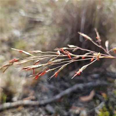 Rytidosperma pallidum (Red-anther Wallaby Grass) at Bombay, NSW - 23 Nov 2024 by MatthewFrawley