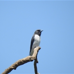 Artamus leucorynchus (White-breasted Woodswallow) at Bundaberg North, QLD - 5 Oct 2024 by Gaylesp8