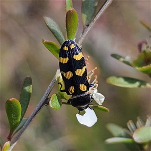 Castiarina australasiae at Bombay, NSW - 23 Nov 2024 04:30 PM