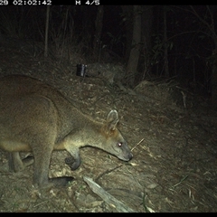 Wallabia bicolor (Swamp Wallaby) at Pappinbarra, NSW - 28 Oct 2024 by jonvanbeest