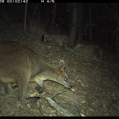 Wallabia bicolor (Swamp Wallaby) at Pappinbarra, NSW - 28 Oct 2024 by jonvanbeest