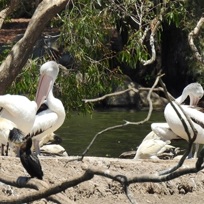 Pelecanus conspicillatus (Australian Pelican) at Bundaberg North, QLD - 5 Oct 2024 by Gaylesp8