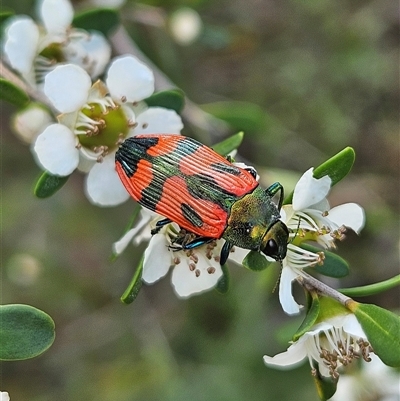 Castiarina delectabilis (A jewel beetle) at Bombay, NSW - 23 Nov 2024 by MatthewFrawley