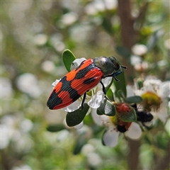 Castiarina delectabilis at Bombay, NSW - 23 Nov 2024 04:49 PM