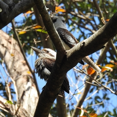 Dacelo novaeguineae (Laughing Kookaburra) at Bundaberg North, QLD - 5 Oct 2024 by Gaylesp8