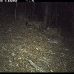 Potorous tridactylus (Long-nosed Potoroo) at Pappinbarra, NSW - 25 Oct 2024 by jonvanbeest