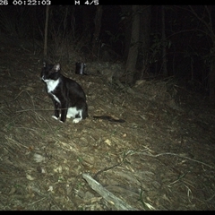 Felis catus (Feral Cat) at Pappinbarra, NSW - 25 Oct 2024 by jonvanbeest