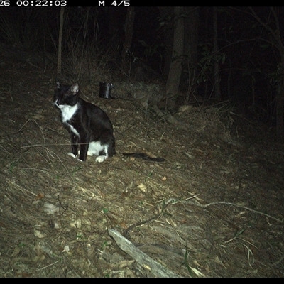 Felis catus (Feral Cat) at Pappinbarra, NSW - 25 Oct 2024 by jonvanbeest