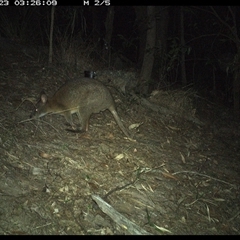 Thylogale thetis (Red-necked Pademelon) at Pappinbarra, NSW - 22 Oct 2024 by jonvanbeest