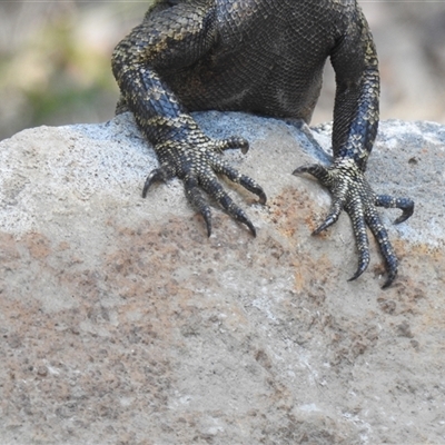 Intellagama lesueurii lesueurii (Eastern Water Dragon) at Bundaberg North, QLD - 5 Oct 2024 by Gaylesp8