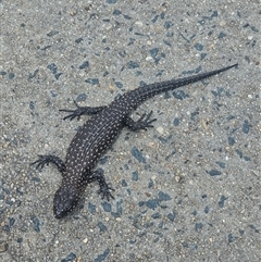 Egernia cunninghami (Cunningham's Skink) at Lake George, NSW - 17 Nov 2024 by techlibris