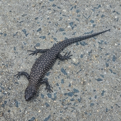 Egernia cunninghami (Cunningham's Skink) at Lake George, NSW - 17 Nov 2024 by techlibris