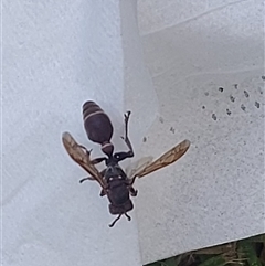 Eumeninae (subfamily) (Unidentified Potter wasp) at Kambah, ACT - 23 Nov 2024 by GirtsO