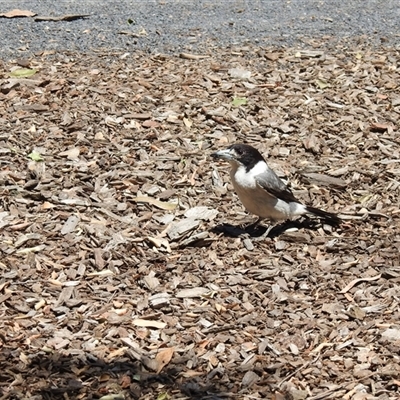 Cracticus torquatus (Grey Butcherbird) at Bundaberg North, QLD - 5 Oct 2024 by Gaylesp8