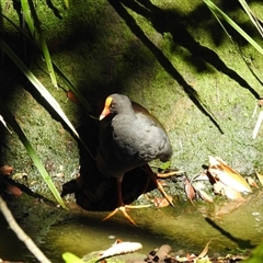 Gallinula tenebrosa (Dusky Moorhen) at Bundaberg North, QLD - 5 Oct 2024 by Gaylesp8