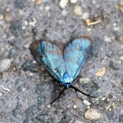 Pollanisus (genus) (A Forester Moth) at Conder, ACT - 24 Nov 2024 by techlibris