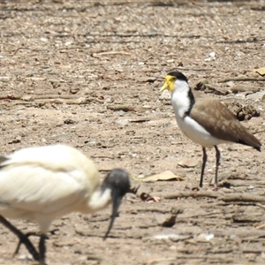 Vanellus miles (Masked Lapwing) at Bundaberg Central, QLD by Gaylesp8