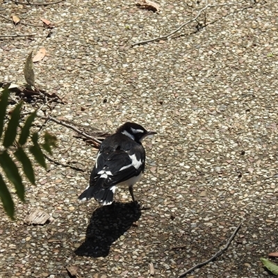 Grallina cyanoleuca (Magpie-lark) at Bundaberg North, QLD - 5 Oct 2024 by Gaylesp8