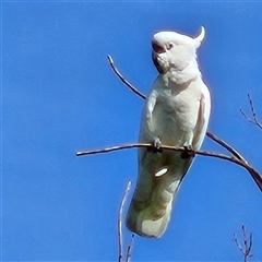 Cacatua galerita (Sulphur-crested Cockatoo) at Braidwood, NSW - 23 Nov 2024 by MatthewFrawley