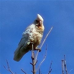 Cacatua sanguinea (Little Corella) at Braidwood, NSW - 23 Nov 2024 by MatthewFrawley