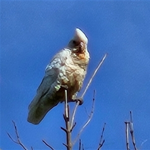 Cacatua sanguinea at Braidwood, NSW - 24 Nov 2024