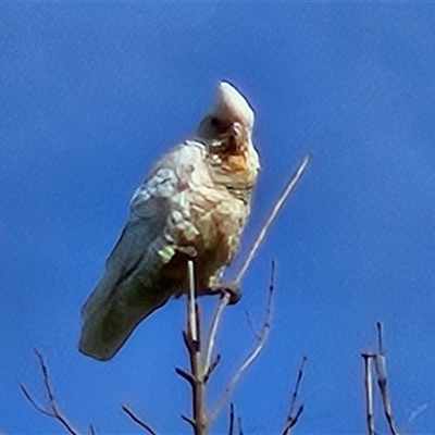 Cacatua sanguinea (Little Corella) at Braidwood, NSW - 23 Nov 2024 by MatthewFrawley