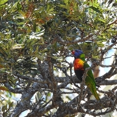 Trichoglossus moluccanus (Rainbow Lorikeet) at Bundaberg North, QLD - 5 Oct 2024 by Gaylesp8