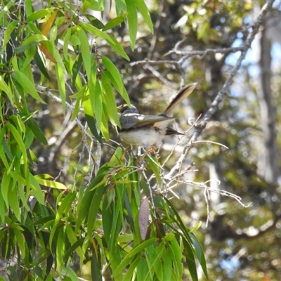 Manorina melanocephala (Noisy Miner) at Bundaberg North, QLD - 5 Oct 2024 by Gaylesp8