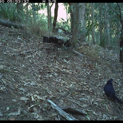 Ptilonorhynchus violaceus (Satin Bowerbird) at Pappinbarra, NSW - 29 Oct 2024 by jonvanbeest