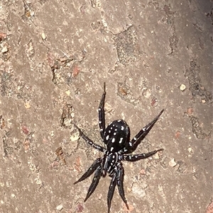 Nyssus albopunctatus (White-spotted swift spider) at Theodore, ACT by Cardy