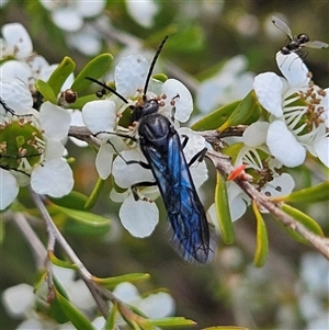 Rhagigaster ephippiger (Smooth flower wasp) at Bombay, NSW by MatthewFrawley