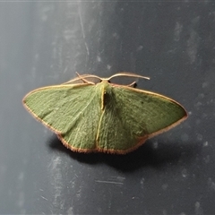 Chlorocoma dichloraria (Guenee's or Double-fringed Emerald) at Yass River, NSW - 23 Nov 2024 by SenexRugosus